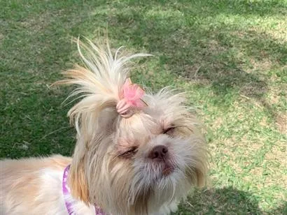 Cachorro raça Shitzu idade 4 anos nome Tifani 
