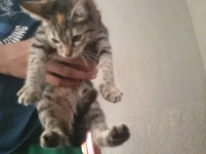 Gato raça SRD-ViraLata idade 2 a 6 meses nome sem nome