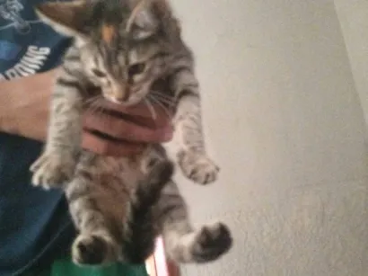 Gato raça SRD-ViraLata idade 2 a 6 meses nome sem nome