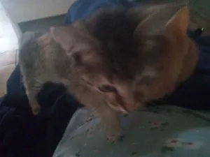 Gato raça SRD-ViraLata idade 2 a 6 meses nome sem nome