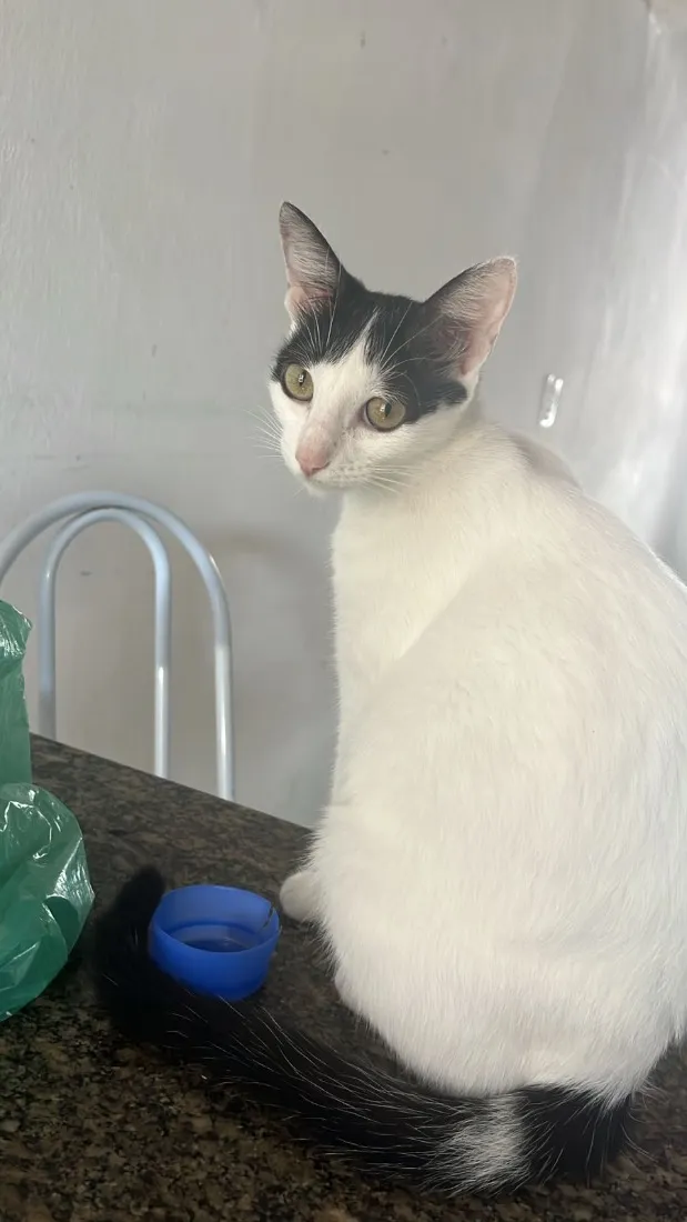 Gato raça SRD-ViraLata idade 2 anos nome Babidira