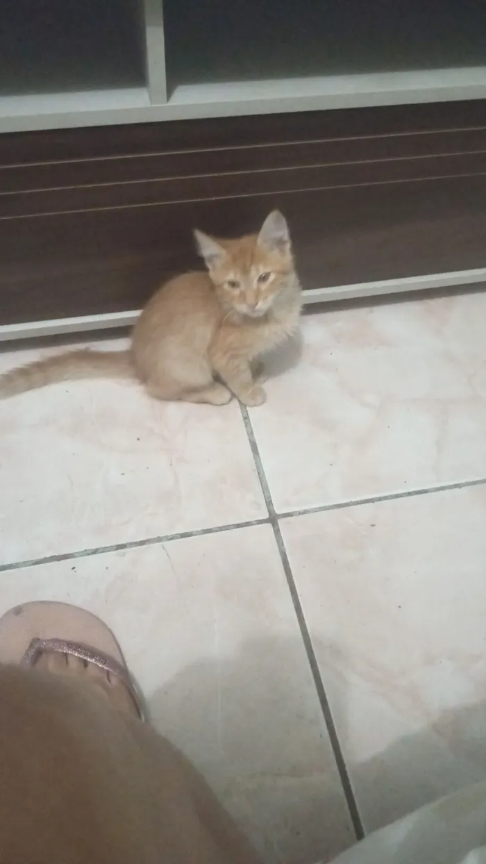 Gato raça SRD-ViraLata idade 2 a 6 meses nome Sem nomes