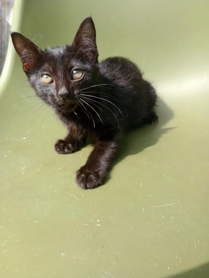 Gato raça SRD-ViraLata idade Abaixo de 2 meses nome Pretinha