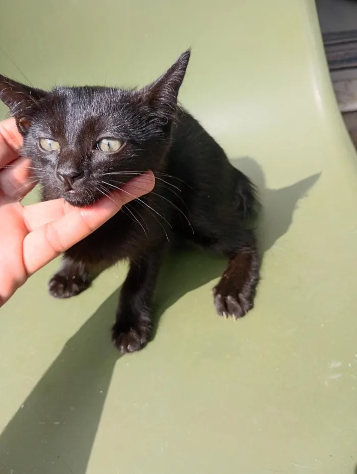Gato raça SRD-ViraLata idade Abaixo de 2 meses nome Pretinha