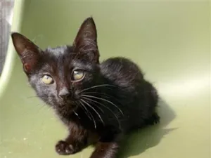 Gato raça SRD-ViraLata idade Abaixo de 2 meses nome Pretinha