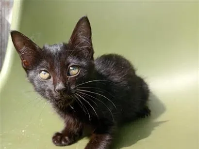 Gato raça SRD-ViraLata idade Abaixo de 2 meses nome Pretinha