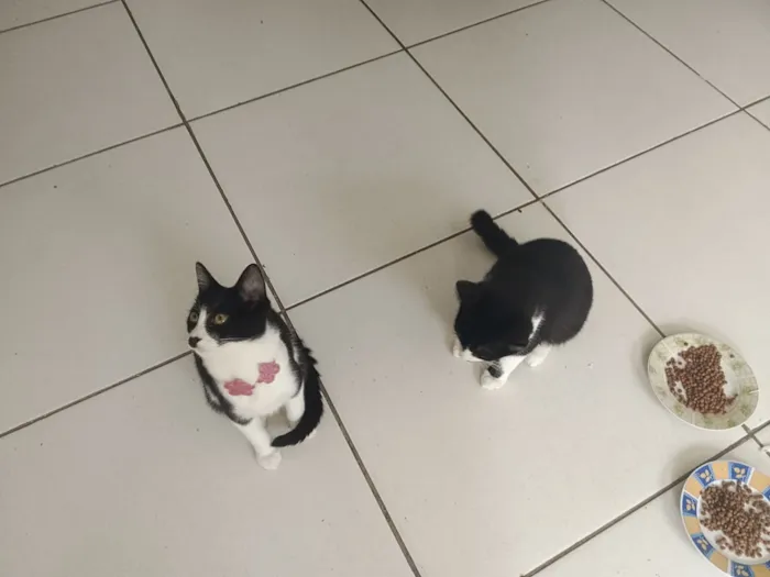 Gato raça SRD-ViraLata idade 2 a 6 meses nome Safira esmeralda ??