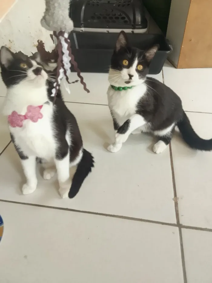 Gato raça SRD-ViraLata idade 2 a 6 meses nome Safira esmeralda ??
