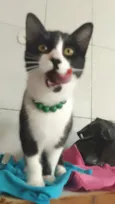 Safira esmeralda ??