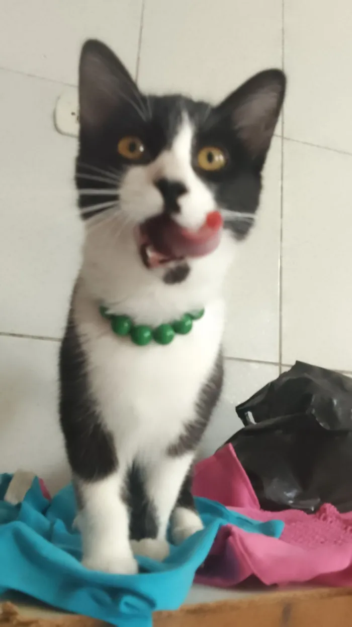 Gato raça SRD-ViraLata idade 2 a 6 meses nome Safira esmeralda ??