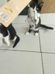Safira esmeralda ??