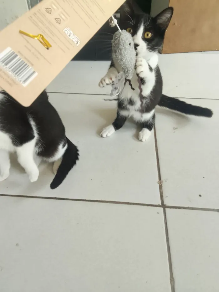 Gato raça SRD-ViraLata idade 2 a 6 meses nome Safira esmeralda ??