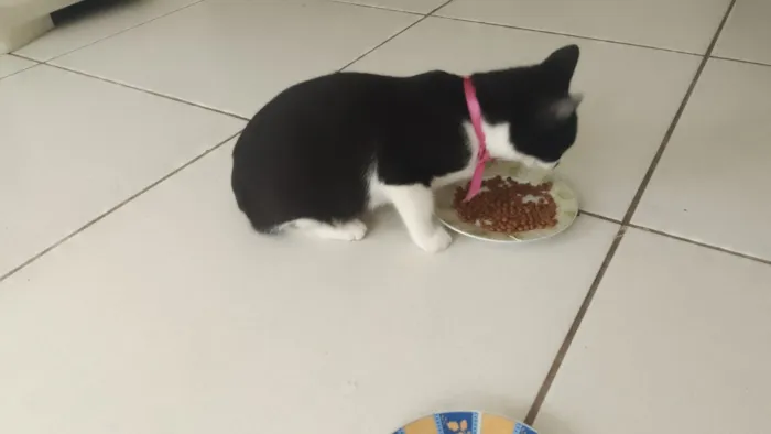 Gato raça SRD-ViraLata idade 2 a 6 meses nome Safira esmeralda ??