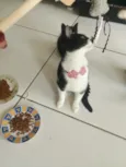 Safira esmeralda ??