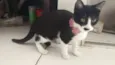 Safira esmeralda ??