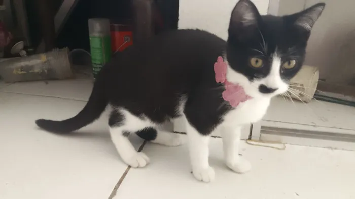 Gato raça SRD-ViraLata idade 2 a 6 meses nome Safira esmeralda ??