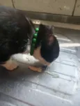 Safira esmeralda ??