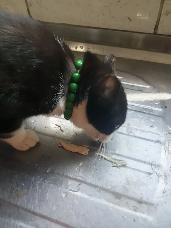 Gato raça SRD-ViraLata idade 2 a 6 meses nome Safira esmeralda ??