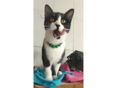 Gato raça SRD-ViraLata idade 2 a 6 meses nome Safira esmeralda ??