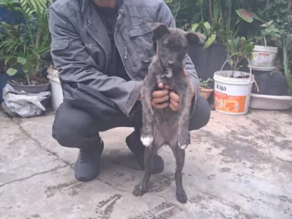 Cachorro raça SRD-ViraLata idade 2 a 6 meses nome Thor e cacau 