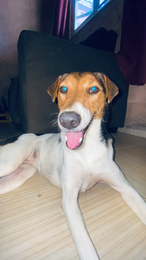 Cachorro raça SRD-ViraLata idade 7 a 11 meses nome Diana