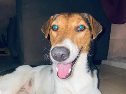 Cachorro raça SRD-ViraLata idade 7 a 11 meses nome Diana