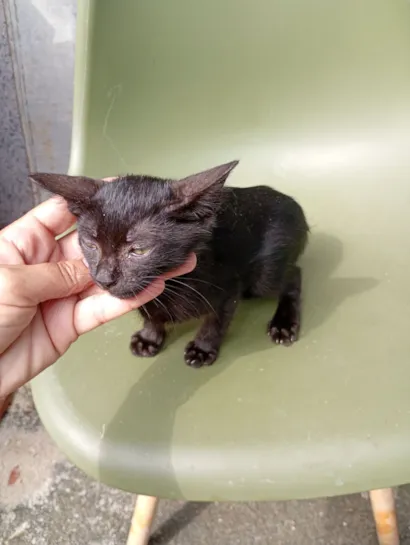 Gato raça SRD-ViraLata idade Abaixo de 2 meses nome Negão 