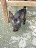 Negão 