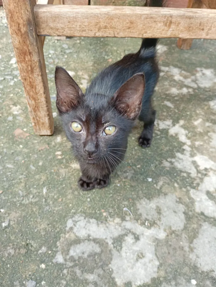 Gato raça SRD-ViraLata idade Abaixo de 2 meses nome Negão 