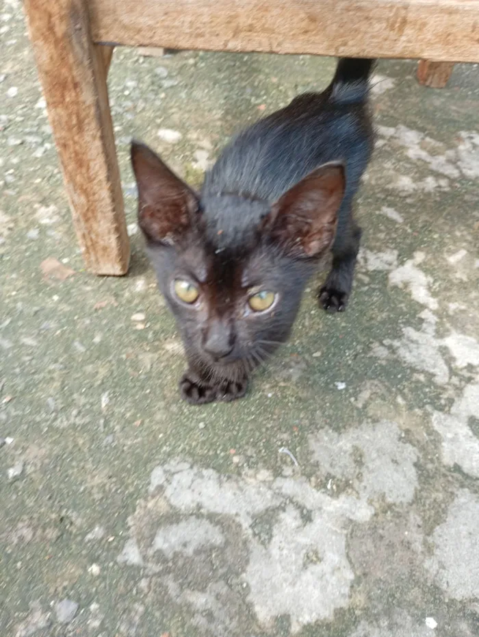 Gato raça SRD-ViraLata idade Abaixo de 2 meses nome Negão 