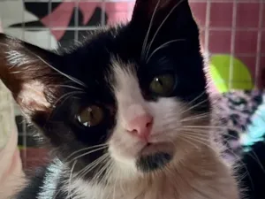 Gato raça SRD-ViraLata idade Abaixo de 2 meses nome Benta