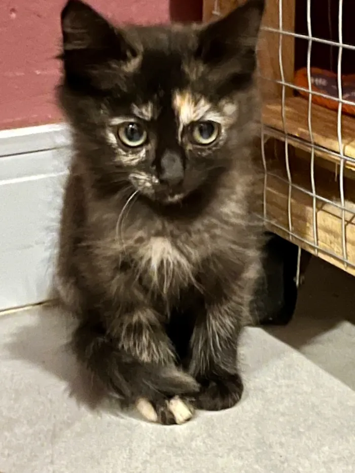 Gato raça SRD-ViraLata idade Abaixo de 2 meses nome Nina e Luli