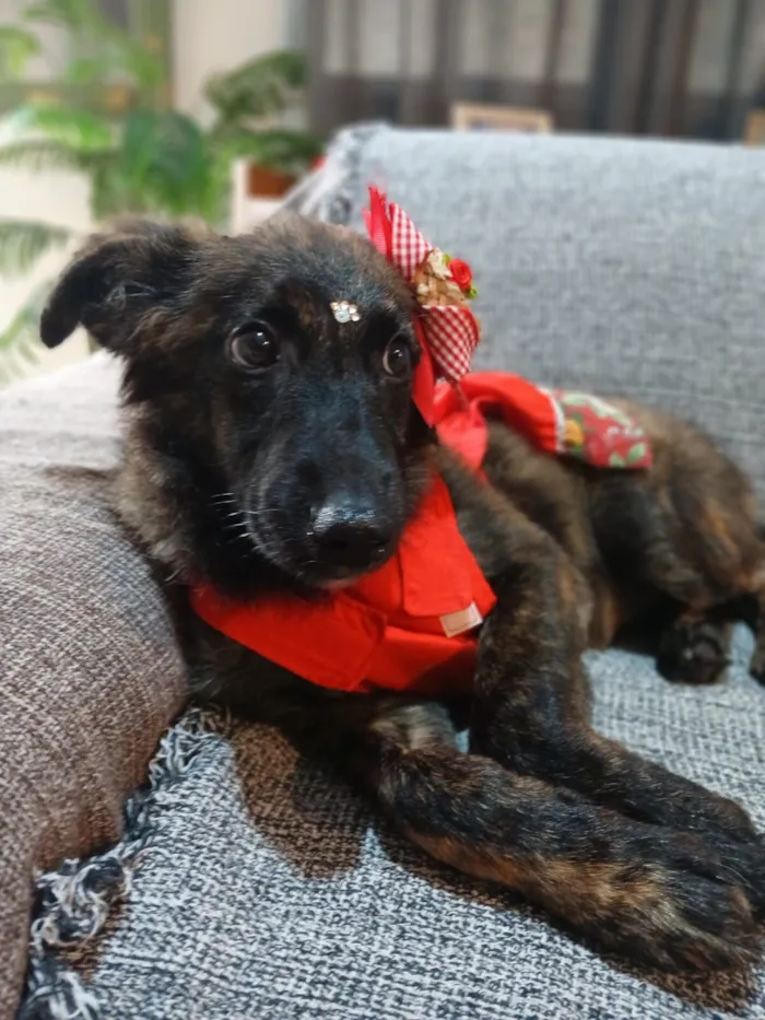 Cachorro raça SRD-ViraLata idade 2 a 6 meses nome yuki