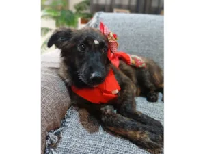 Cachorro raça SRD-ViraLata idade 2 a 6 meses nome yuki