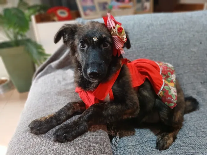 Cachorro raça SRD-ViraLata idade 2 a 6 meses nome yuki