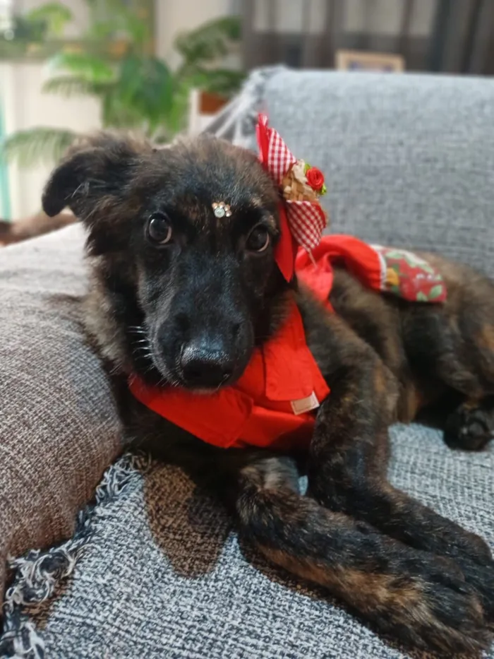 Cachorro raça SRD-ViraLata idade 2 a 6 meses nome yuki