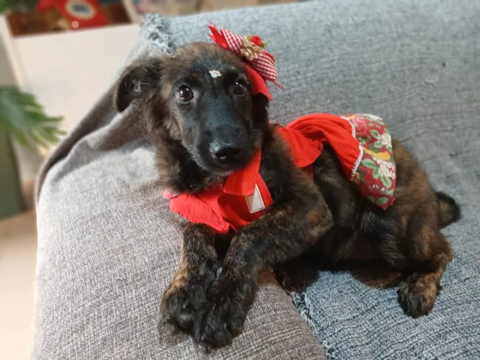 Cachorro raça SRD-ViraLata idade 2 a 6 meses nome yuki