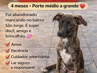 Cachorro raça SRD-ViraLata idade 2 a 6 meses nome Formiga