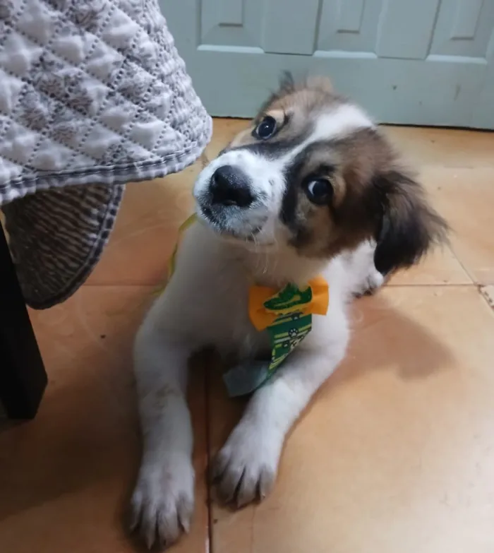 Cachorro raça SRD-ViraLata idade 2 a 6 meses nome luki