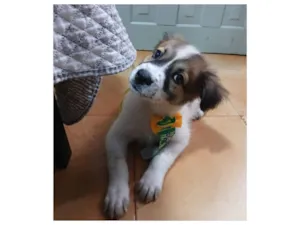 Cachorro raça SRD-ViraLata idade 2 a 6 meses nome luki