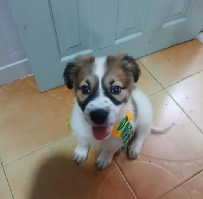 Cachorro raça SRD-ViraLata idade 2 a 6 meses nome luki