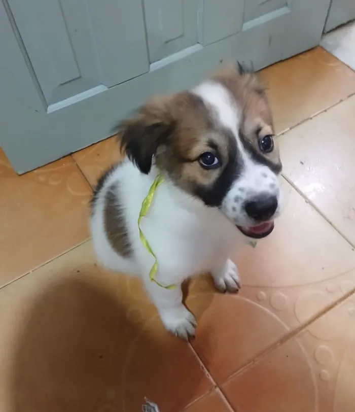Cachorro raça SRD-ViraLata idade 2 a 6 meses nome luki