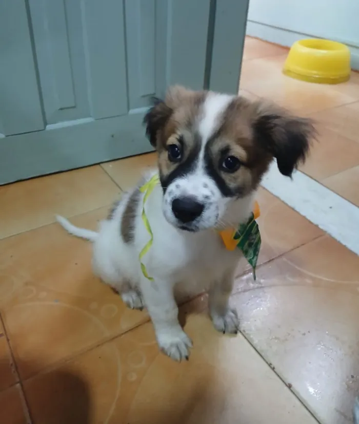 Cachorro raça SRD-ViraLata idade 2 a 6 meses nome luki