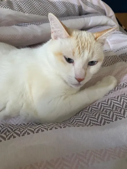 Gato raça SRD-ViraLata idade 6 ou mais anos nome Jade