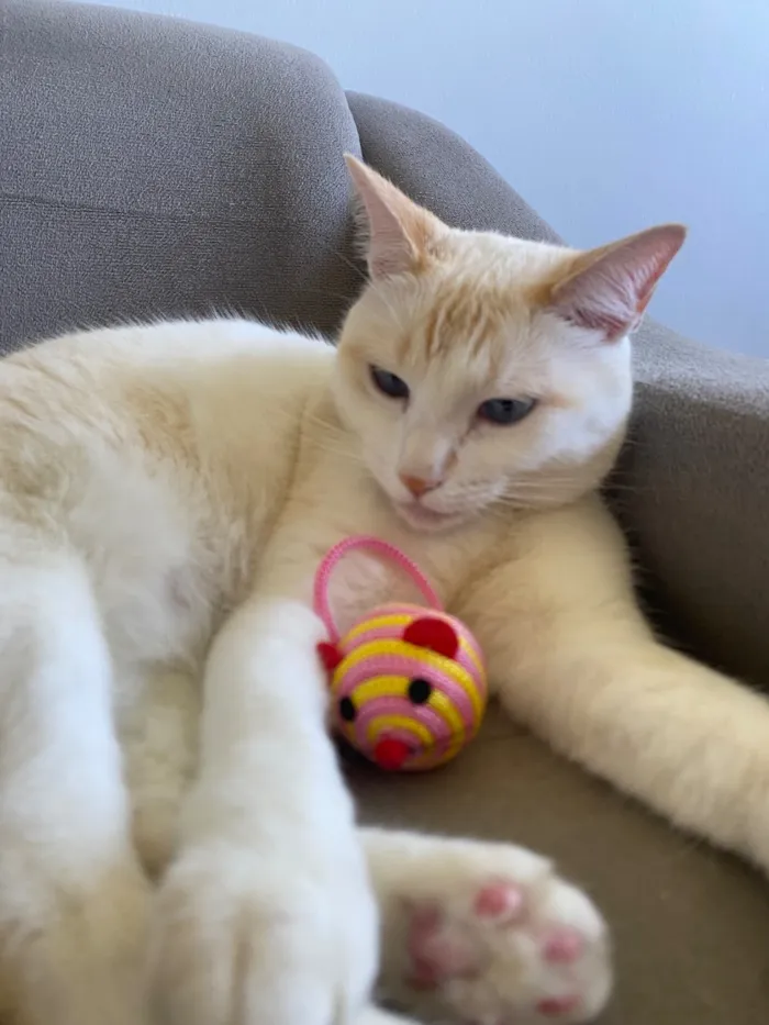 Gato raça SRD-ViraLata idade 6 ou mais anos nome Jade