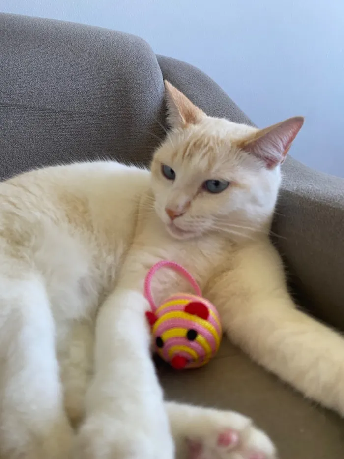 Gato raça SRD-ViraLata idade 6 ou mais anos nome Jade
