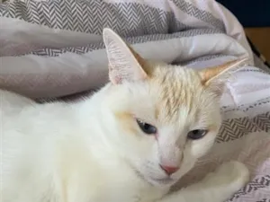 Gato raça SRD-ViraLata idade 6 ou mais anos nome Jade