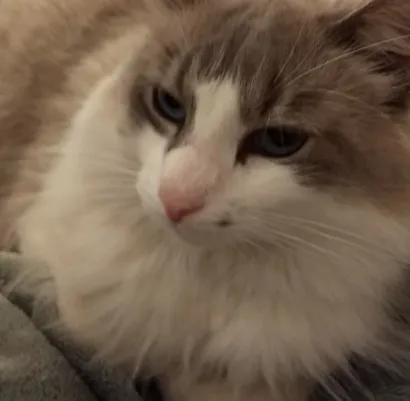 Gato raça SRD-ViraLata idade 6 ou mais anos nome Flip