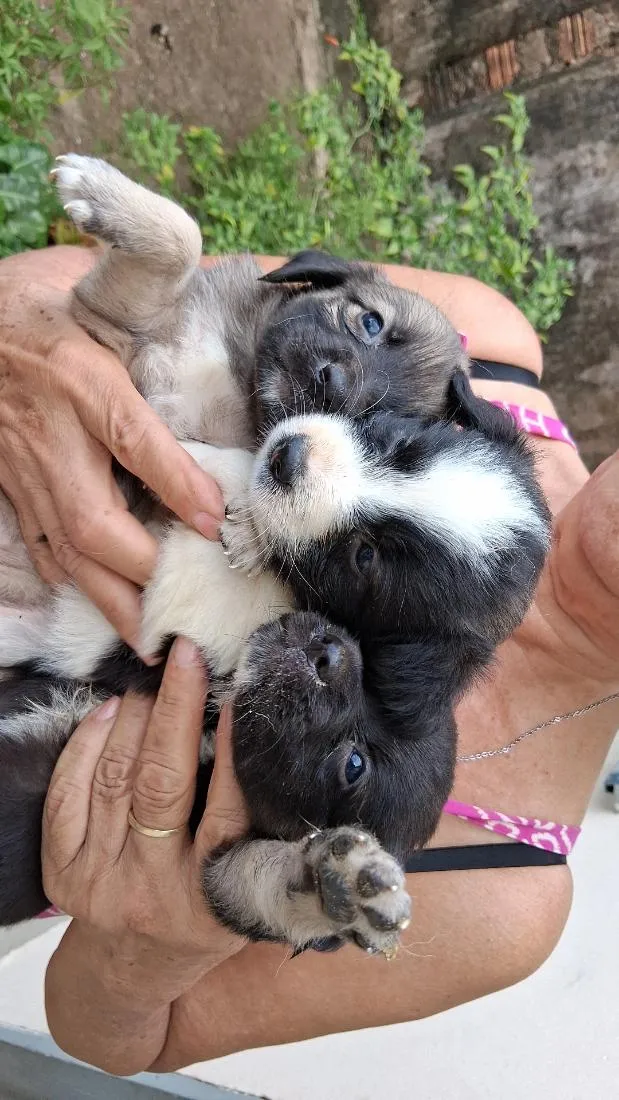 Cachorro raça SRD-ViraLata idade Abaixo de 2 meses nome sem nome