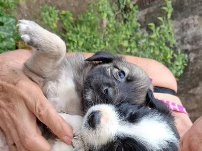 Cachorro raça SRD-ViraLata idade Abaixo de 2 meses nome sem nome
